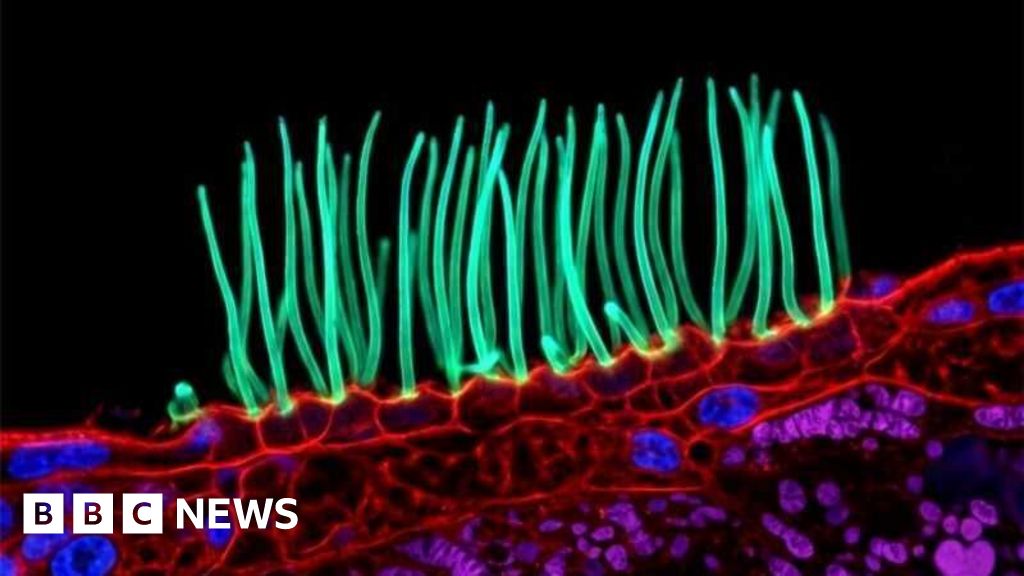 Prize-winning image which sparked backlash was AI-generated, Nikon rules