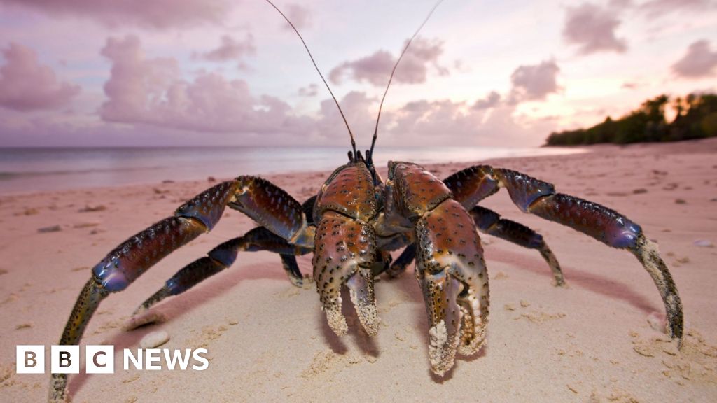 Crew searching for Amelia Earhart arrives at crab-infested island